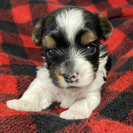 Biewer Terrier and Yorkshire Terrier Puppies from [580] Biewers and Yorkies