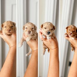 Bichon Frise puppies from The Perks of Pups