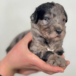 Cypress - Merle female Assorted Doodle Crosses puppy in Kansas City, Missouri from Beary GoldenDoodles