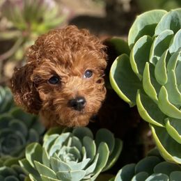 Cavapoos and Poodles from Coopers Lane Puppies