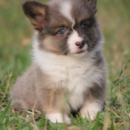American Corgi, French Bulldog, and Pembroke Welsh Corgi Puppies from Moonstone Corgis & Frenchies