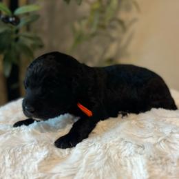 Copper - Black male Bordoodle puppy in Valley Center, California from Circle R Valley Bordoodls