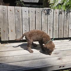 Boy 3 - Chesapeake Bay Retriever puppy in Merlin, Oregon from Creekside Chesapeakes