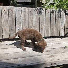 Boy 3 - Chesapeake Bay Retriever puppy in Merlin, Oregon from Creekside Chesapeakes