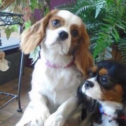 Bernedoodles, Cavalier King Charles Spaniels, Cavapoos, and Poodles from Dinky Doo Doodles