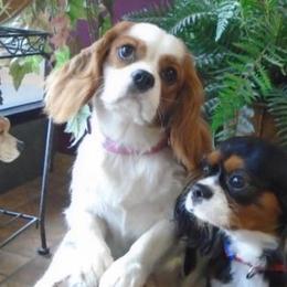 Bernedoodles, Cavalier King Charles Spaniels, Cavapoos, and Poodles from Dinky Doo Doodles