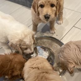 Goldendoodle Puppies from Teddy Grace Doodles