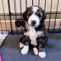 Mocha - Brown and white male Aussiedoodle puppy in Nottingham, Pennsylvania from Nottingham Aussiedoodles