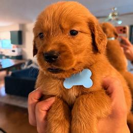 Dark Blue - Golden male Golden Retriever puppy in Covington, Louisiana from MyKy Puppies