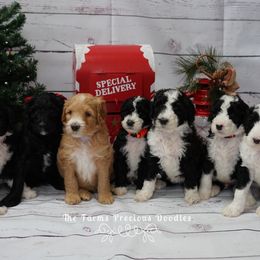 Goldendoodle and Sheepadoodle Puppies from The Farms Precious Doodles