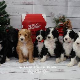 Goldendoodle and Sheepadoodle Puppies from The Farms Precious Doodles