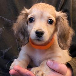 VIXEN - Cream female Dachshund puppy in Moscow, Idaho from Bailiwick of Gurnsey