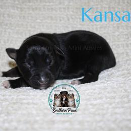 Kansas - Black tri-color male Australian Shepherd puppy in Crockett, Texas from Southern Paws Mini Aussies