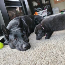 German Shepherd Puppies from Inferno Shepherds