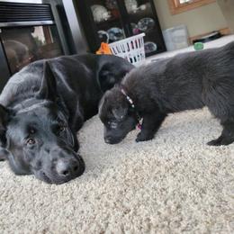 German Shepherd Puppies from Inferno Shepherds