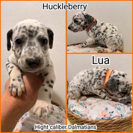 Huckleberry - White and black male Dalmatian puppy in Pocatello, Idaho from High Caliber Dalmatians