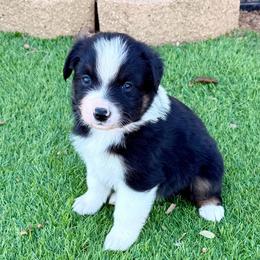 Cisco - Black tri-color male Australian Shepherd puppy in Mount Vernon, Texas from RJ's Aussie Posse