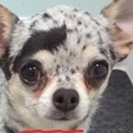 Penny - Chihuahua