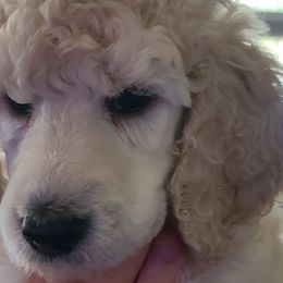 Boy 2 - Poodle puppy in Browns Mills, New Jersey from Shallow Bay Standard Poodles