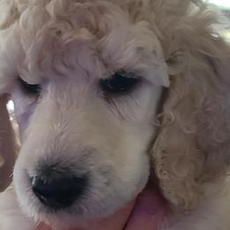Boy 2 - Poodle puppy in Browns Mills, New Jersey from Shallow Bay Standard Poodles