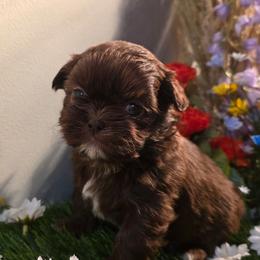 Mia Belle (Eleanor) - Chocolate female Shih Tzu puppy in Brighton, Missouri from Morningstar's Shih Tzu