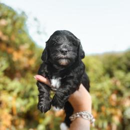 Marshmallow - Black and white female Bernedoodle puppy in Shingle Springs, California from Kindred Oak Goldendoodles