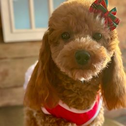 Ella - Poodle
