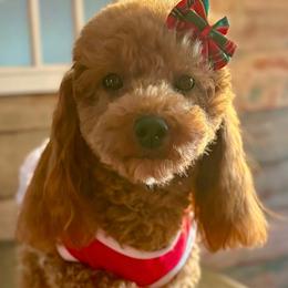 Ella - Poodle