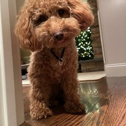 Bichon Frise and Cockapoo All Grown Up from The Perks of Pups