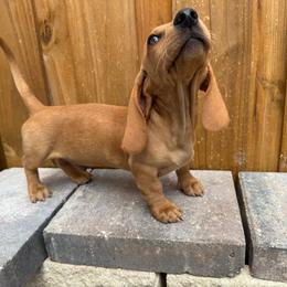 Sammy (cream) - Cream male Dachshund puppy in Orlando, Florida from Weiner Wunderland of Central Florida