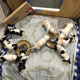 Basset Hound Puppies from Bear’s Bassets