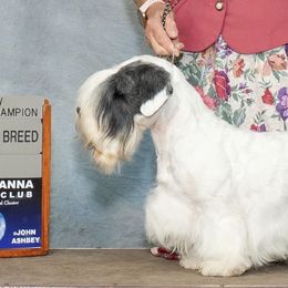 Stogie - Sealyham Terrier