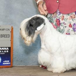 Stogie - Sealyham Terrier