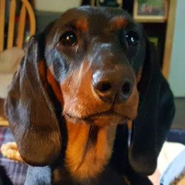 Dachshund All Grown Up from Woodshafen