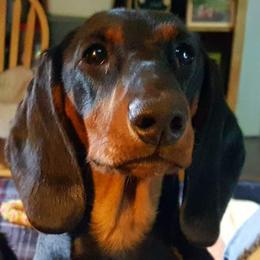 Dachshund All Grown Up from Woodshafen