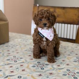 Cavapoo, Goldendoodle, Maltipoo, and Poodle Puppies from Precious Paws Ranch