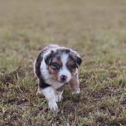 Rizzo - Blue merle female Australian Shepherd puppy in Uvalda, Georgia from Happy Ours Australian Shepherds