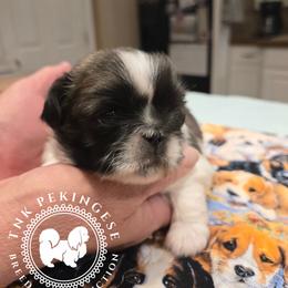Nash - White male Pekingese puppy in Berwick, Pennsylvania from TnK Pekingese