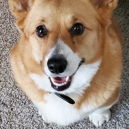 Pembroke Welsh Corgis from Pepper's Pembrokes