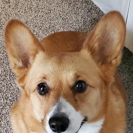 Pembroke Welsh Corgis from Pepper's Pembrokes