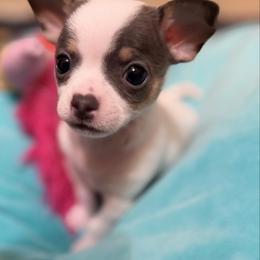 Bobby - Blue and white male Chihuahua puppy in Amity, Pennsylvania from Rhoda and Verna