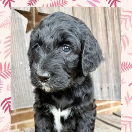 Bernice - Black female Goldendoodle puppy in Caddo Mills, Texas from Fire Wife Doodles