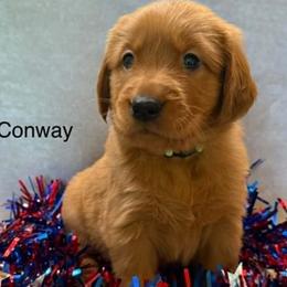 Conway - Dark golden male Golden Retriever puppy in Winnsboro, Texas from Crimson Golden Retrievers