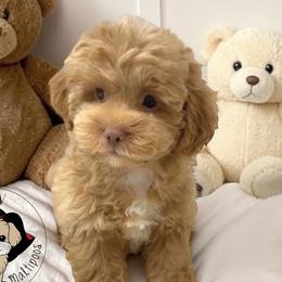 Companion Crosses, Maltese, Maltipoos, Poodles, and Shihpoos from GlamPaw Maltipoos