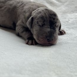 Stetson - Merle male Great Dane puppy in Cross, South Carolina from DoodleDandy & Danes