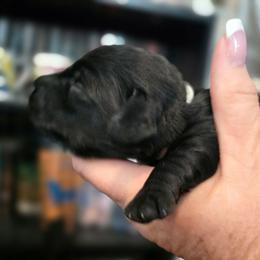 BLACK BOY White - Black male Dachshund puppy in Port Charlotte, Florida from Vicki's Dachshund Crossing