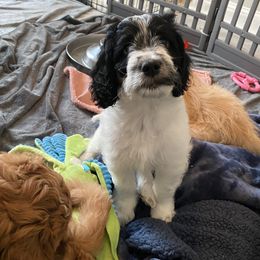 Goldendoodle Puppies from BB Doodles