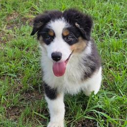 Cane - Black tri-color male Australian Shepherd puppy in Red Oak, Texas from Wildwing Aussies