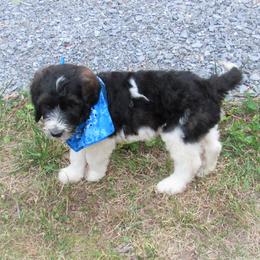 "White 07/2022" Bernedoodle Puppies from Snuggle Bug Doodles
