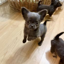 Colt - Blue male Chihuahua puppy in Williamsburg, Virginia from PAWSitive Cheeky Chihuahuas